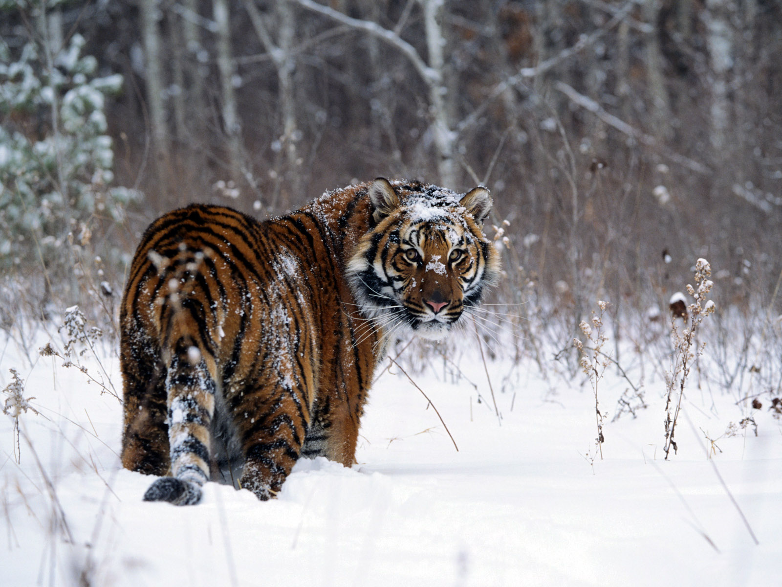 Tiger in Snow3881013871